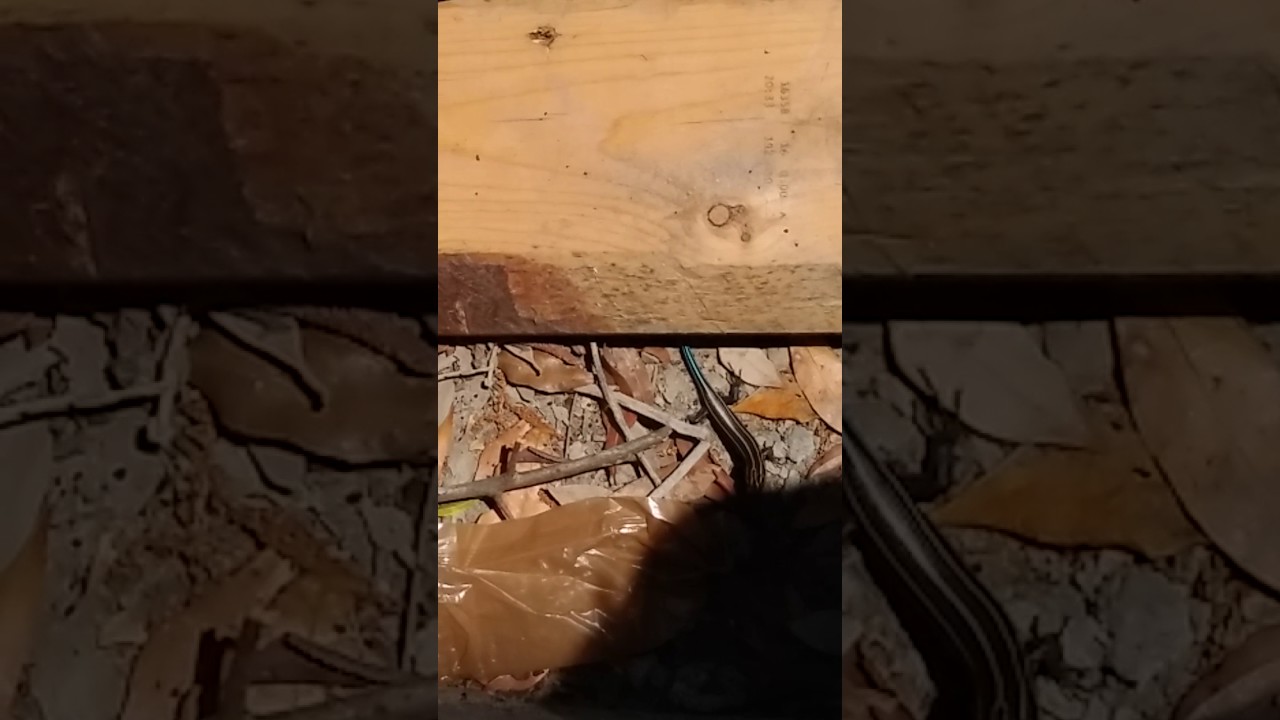 camera iphone 8 plus apk Small skink part 3