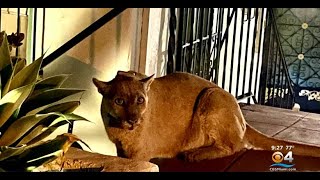 Mountain Lion Greets Los Angeles Family At Their Front Door