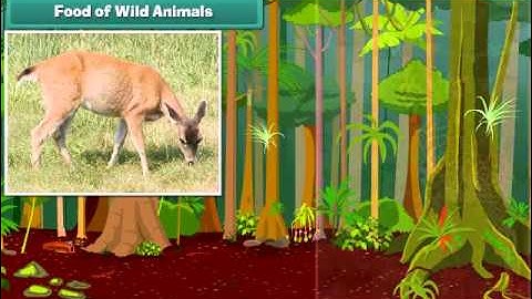 E-learning Class 2 Animals Life EVS