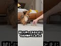 掴める水をお風呂に入れまくれば愛犬を水ごと持てるはず！