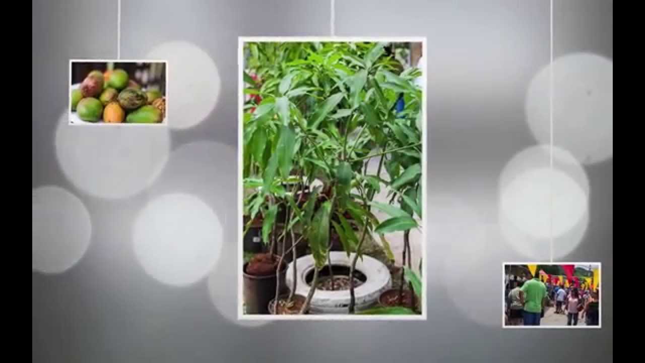 Agat Mango Festival Guam, 2013!