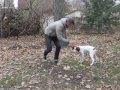 Brittany Spaniel Tricks and Training の動画、YouTube動画。