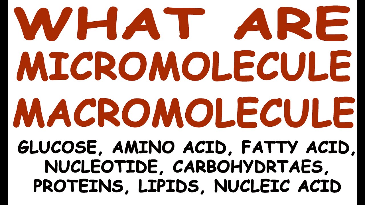 WHAT ARE BIOMOLECULE LIKE CARBOHYDRATES, PROTEINS, LIPIDS AND NUCLEIC ACID YouTube