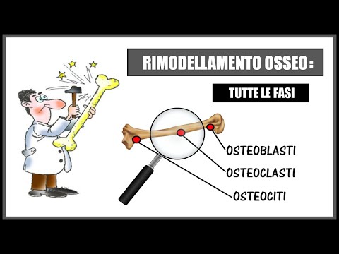 Video: Funzione Ossea: Cosa Fanno Le Ossa E Perché Sono Essenziali