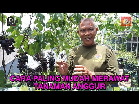 Video: Pelajari Cara Menanam Dan Merawat Tanaman Anggur Wisteria