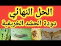 دودة الحشد الخريفية تدمر محصول الذرة والقضاء عليها بكل سهولة