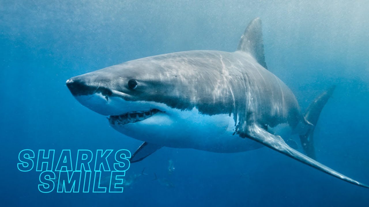 Smartest Shark in the World Smiling!!!! YouTube