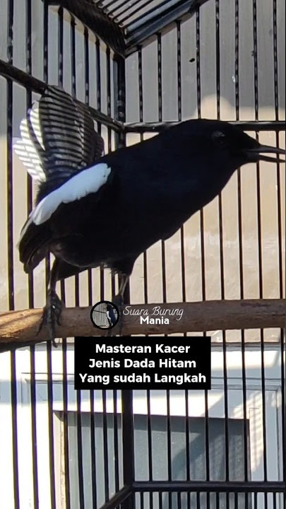 SUARA PANCINGAN KACER DADA HITAM GACOR #kacergacor #suaraburungkacer #kacer