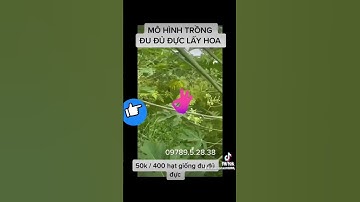 Mô hình trồng cây đu đủ đực lấy hoa siêu lợi nhuận