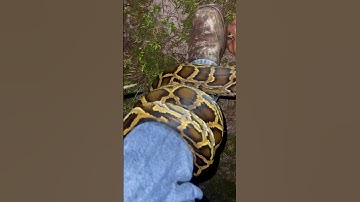 Removing these invasive Pythons from the Everglades #florida #python #everglades