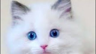 funny video from Nikita 2023