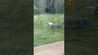 Crocodile core:prehistoric creatures🐊 #crocodile #funny #petvideos #funnyanimals #fyp
