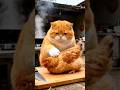 "Cat, you ate my chicken."#cat #shorts #FunnyCat #ViralCat #PetVideo #CatLover#CatsOfYouTube 🐱😂