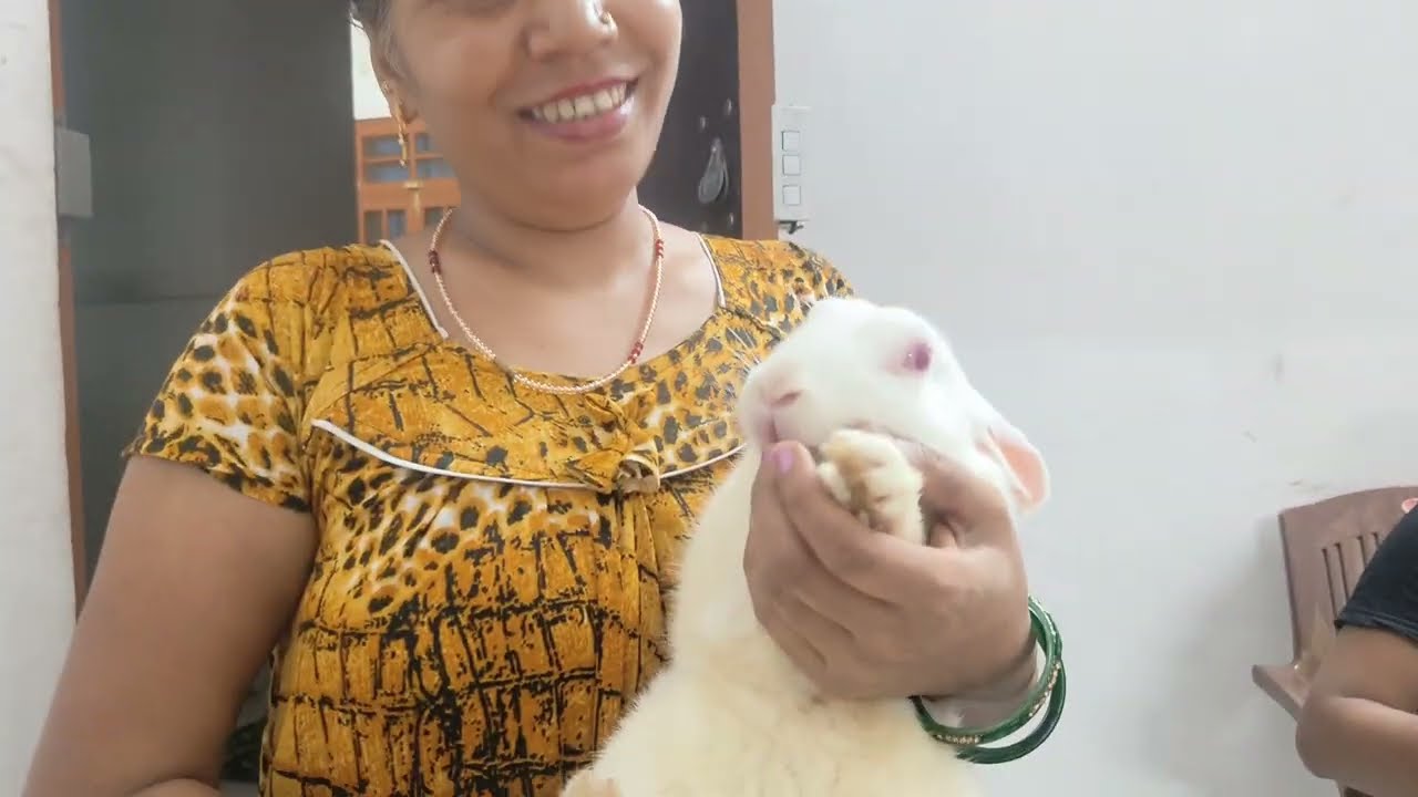 Pregnant khargosh ke liye Ghar kaise banaen jismein vah bacche safe Rakh sake 