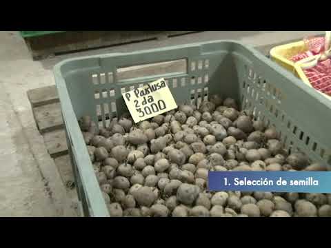 Video: Almacenamiento De Patatas En Casa, Incluso En Invierno: Temperatura Y Condiciones