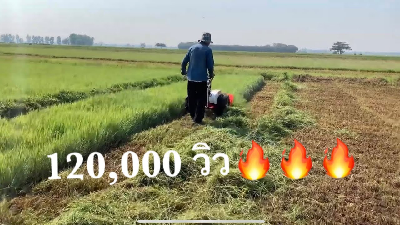 รีวิวการตัดหญ้าแพงโกล่า เลี้ยงวัว รถตัดหญ้าเดินตามมือสองญี่ปุ่น ตัดแบบวางราย ได้งานรวดเร็ว