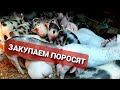 Закупаем ПОРОСЯТ