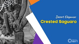 Desert Elegance: Crested Saguaro