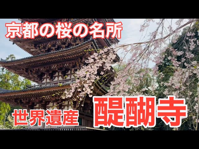 2024年4月5日 京都の世界遺産 桜🌸満開の醍醐寺を歩く Walking around