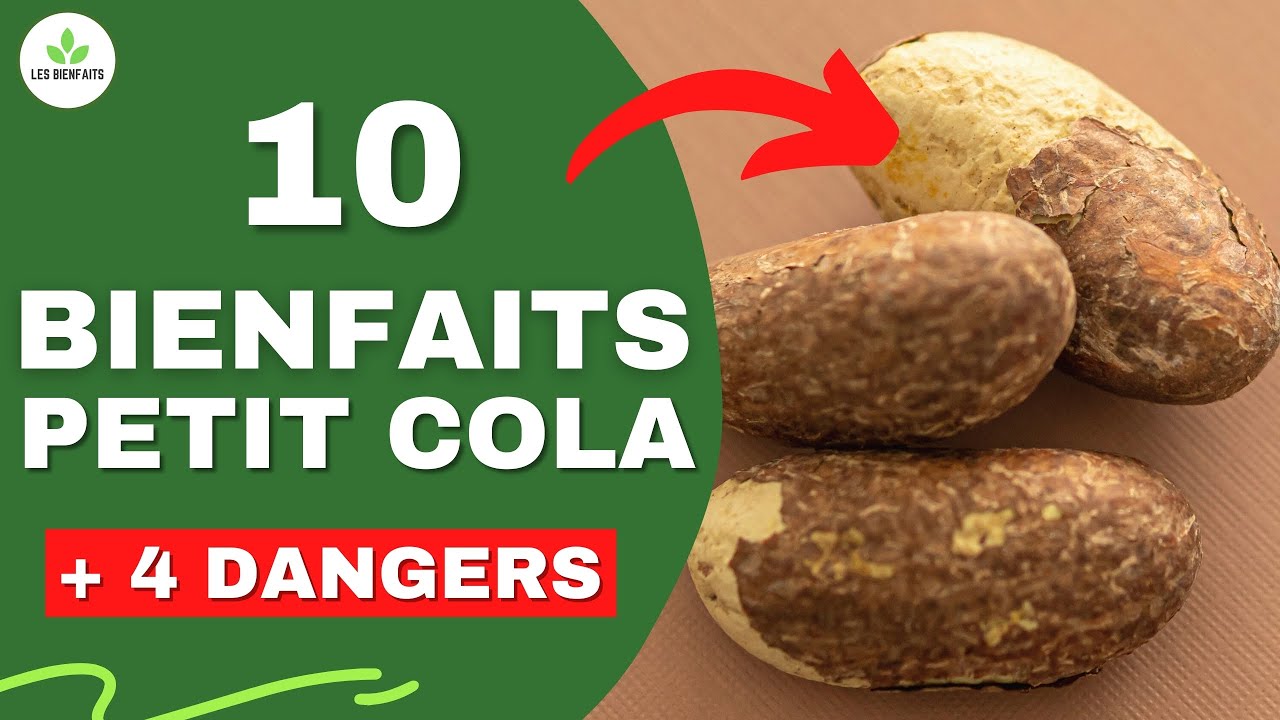 PETIT COLA : TOUT SAVOIR SUR CETTE NOIX (BIENFAITS, UTILISATIONS, DANGERS)  