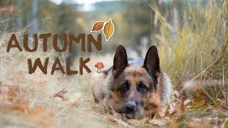 Autumn walk / German shepherd Denis ♥ by Dogs Vlogs 3,389 views 7 years ago 3 minutes, 48 seconds