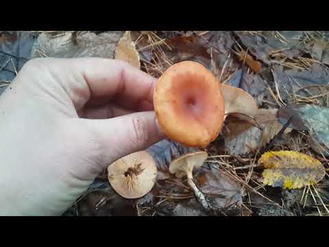 Говорушка перевернутая (Clitocybe inversa)