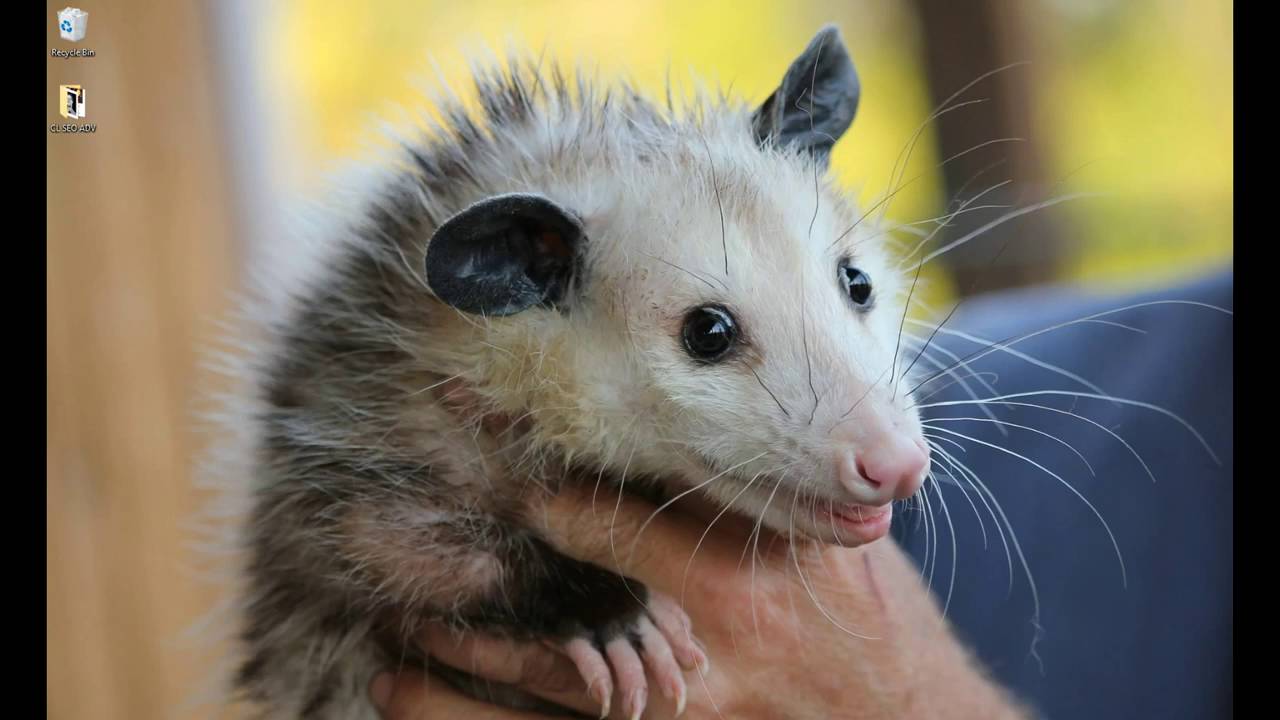 Google Possum local business update