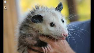 Google Possum local business update