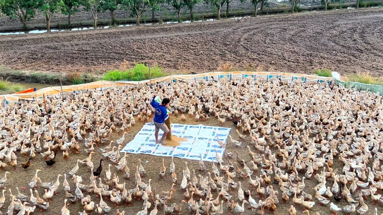 Wild Duck Farming: The Secrets of Free-Range Duck Raising!