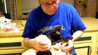 Grooming a Cornish Rex, Part 4 by Teri Thorsteinson 2,466 views 14 years ago 2 minutes, 44 seconds