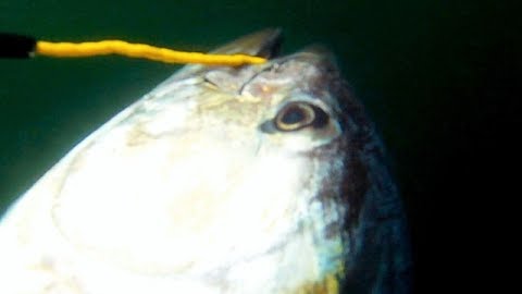Pure Adrenalin on the Atlantic: Fighting a 900 Pounder in Nova Scotia