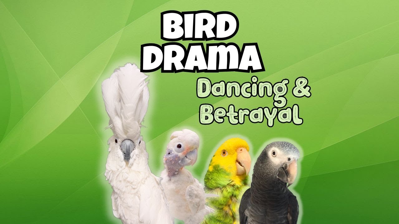 Funny Parrots Dance Jealous Cockatoo Sees Her Enemies Playing With