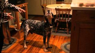 Bluetick Coonhound sing along