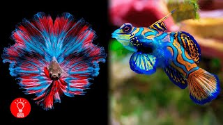 The 10 most beautiful fish in the world! screenshot 2