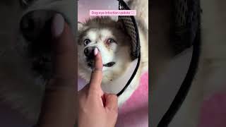 My dog eye infection update