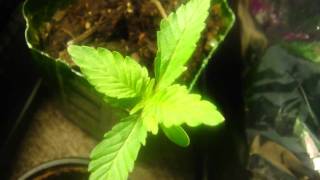 pc grow box update
