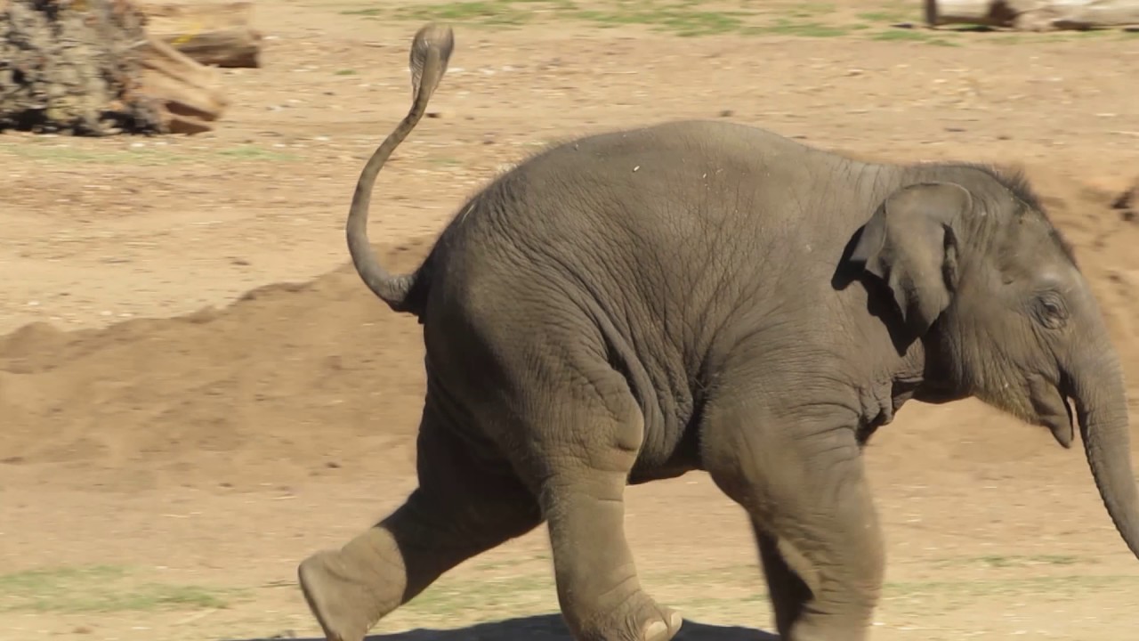 Baby elephant running at Western Plains Zoo, Dubbo YouTube
