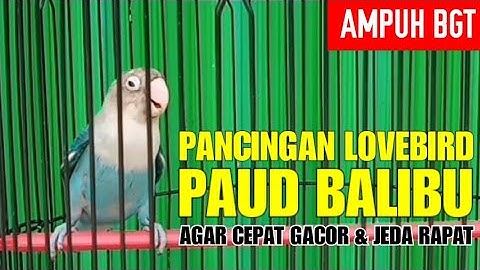 Pancingan Lovebird Paud Balibu Agar Rajin Ngekek Jeda Rapat