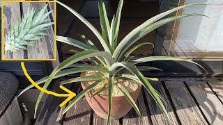 再生パイナップルが大きくなりすぎて部屋に入らない！！ / The pineapple plant is too big for me to put it into the room.