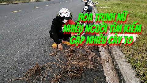 Hoa trinh nữ nhiều người tìm kiếm /hoa mắt cở /cây xấu hổ