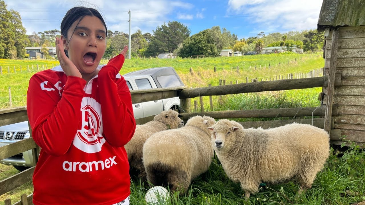 sheep-ka-hua-haircut-etne-zyada-trained-dogs-youtube