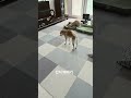 간식 기다리는 #시바견심바 #시바견 #시바이누 #shibainu