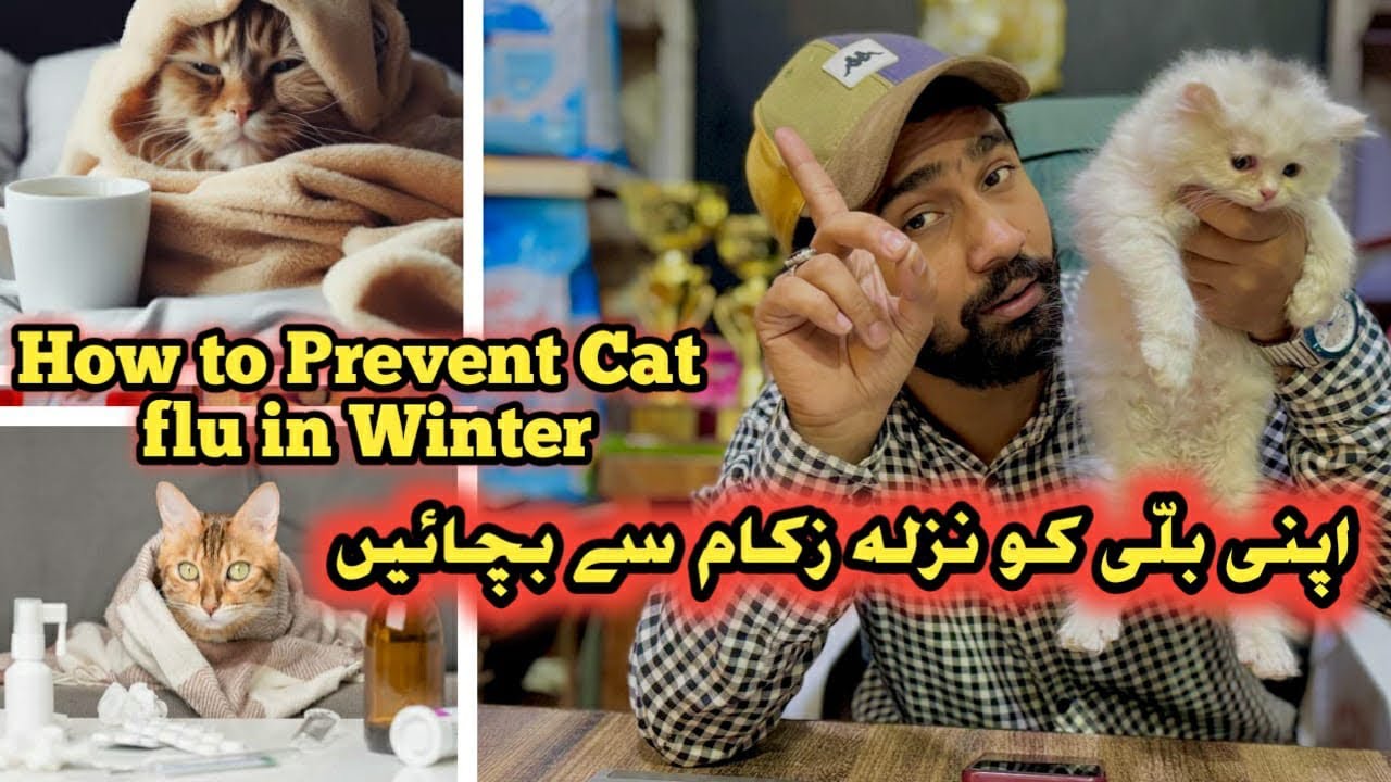 How to prevent Flu and Fever || Apni Cats Ko Nazla Zukam Se Bachain || Hamza Aslam