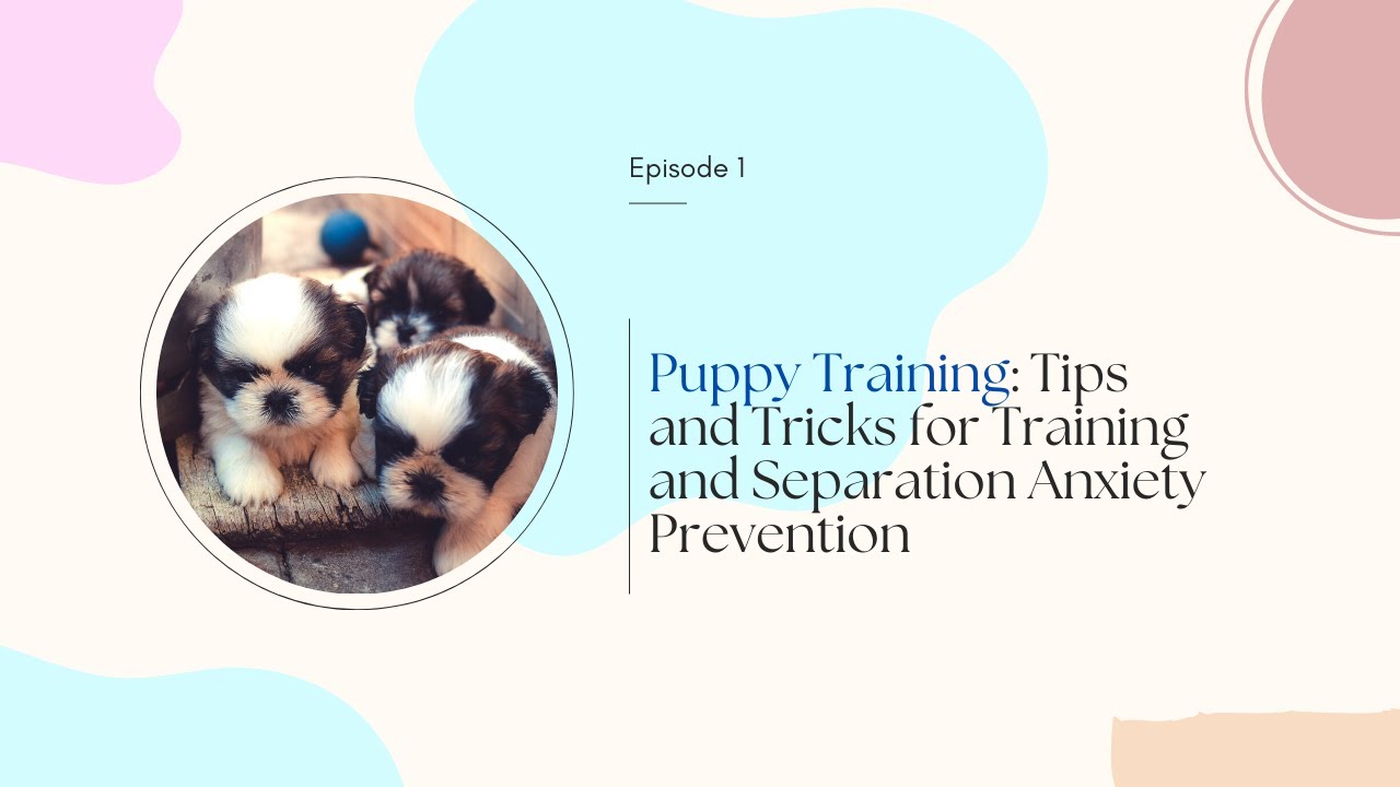 Puppy Training: Tips and Tricks for Training and Separation Anxiety Prevention.