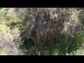 Bobcat Vs. Huge Rattlesnake HD - 1080p