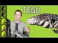 Argentine Tegu, The Best Pet Lizard?