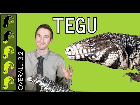 Video: De ce Tegu este cel mai bun soparla de animale