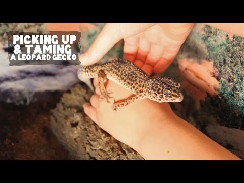 Comment choisir 'Le Scoop Technique' Up Un Leopard Gecko | FAQ VENDREDIS
