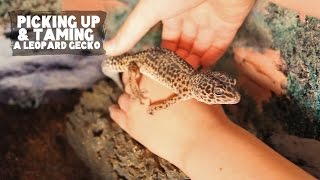 How To Pick Up A Leopard Gecko 'The Scoop Technique' | FAQ FRIDAYS
