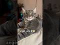 Angel 🎂🍰#cat #cute #shorts